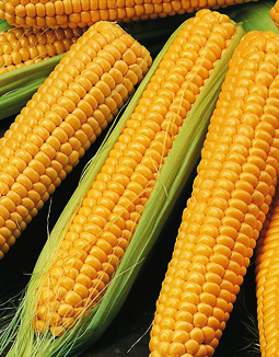 Hibrit mısır tohumu üretimi