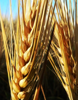 Buğday, arpa ve yulaf tohumu üretimi